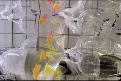 klein-screenshot-seaweed1